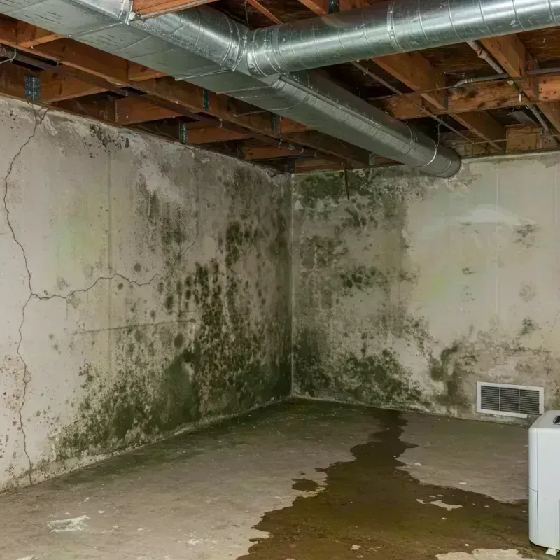 Professional Mold Removal in Wellston, MO